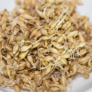 Barley Sprouts - Sweet, Delicate & Gut-Friendly