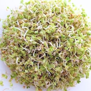 Mustard Sprouts - Spicy & Zesty Kick